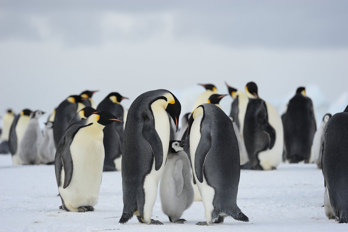 극지연구소 tweet media