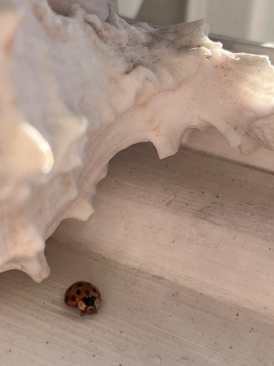 lustfulfleur🪽་༘࿐ tweet media