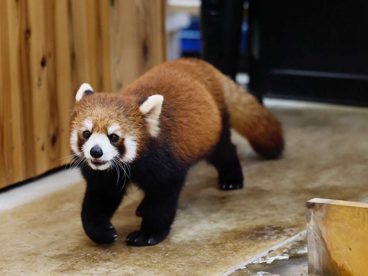 bara@リーファ大好き🥰 tweet media