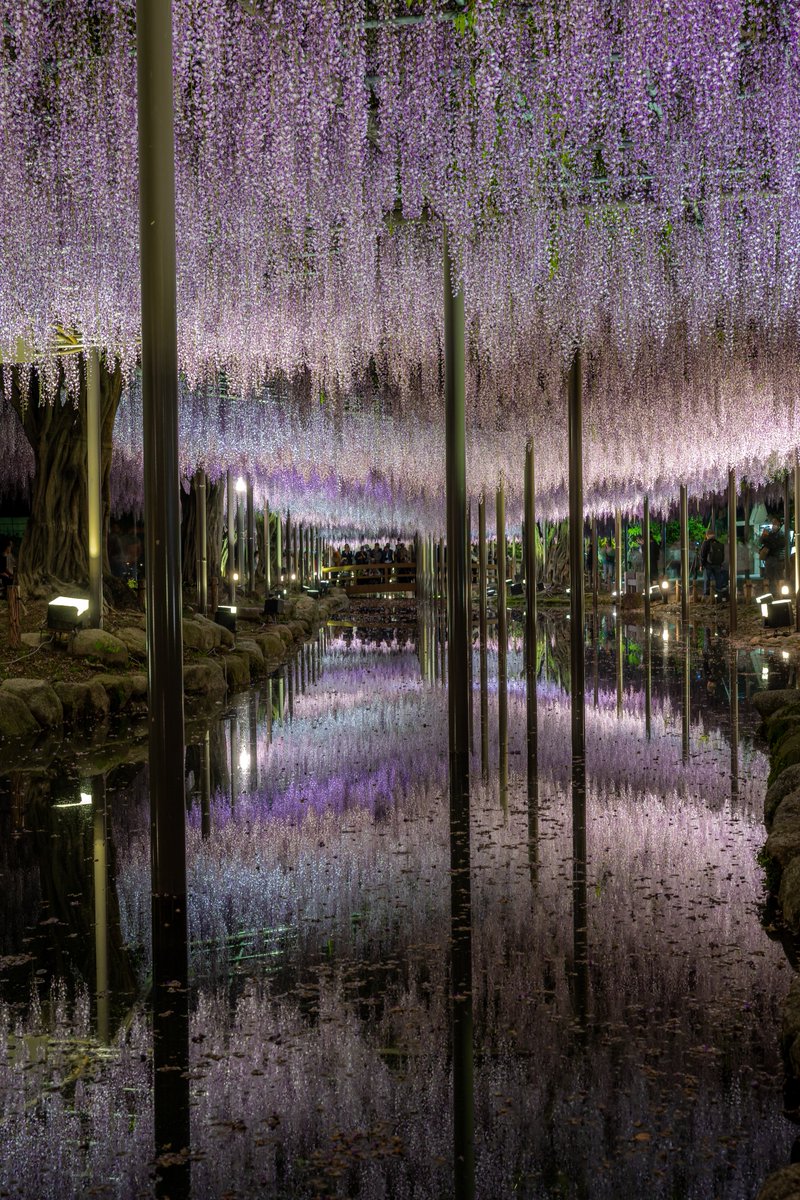 天王川公園の藤棚ライトアップ