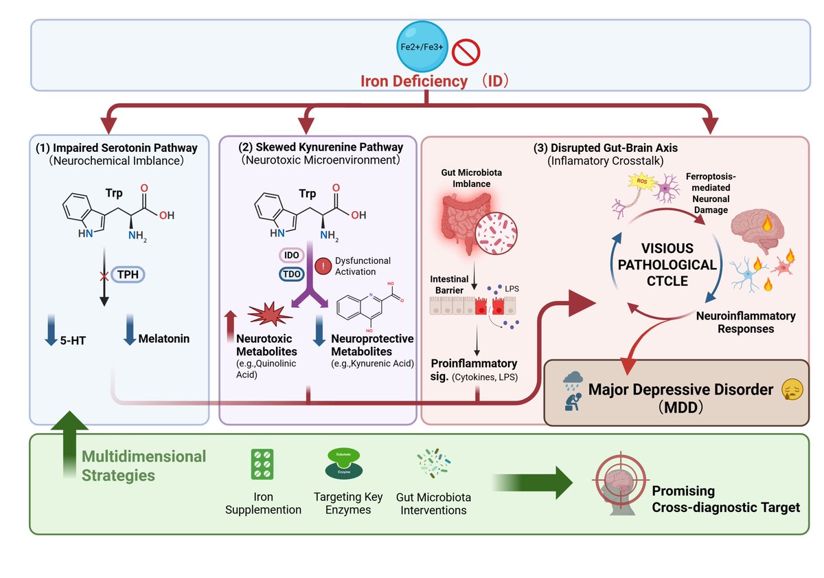 dhlin2007's tweet photo. Iron-Dependent Regulation of Tryptophan Metabolism in Depression https://t.co/ZxJtoHVJug https://t.co/yWI7ftVkxY