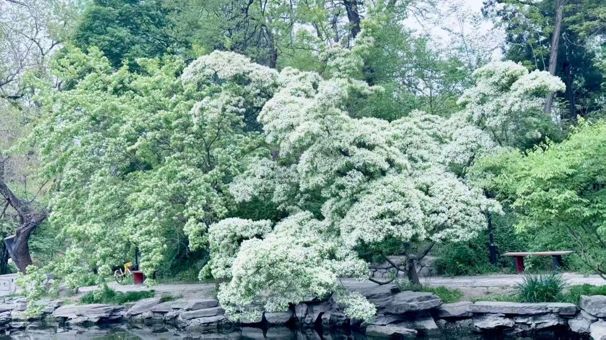 PKU1898's tweet photo. Standing tall for over 200 years, the "April Snow" of #Yanyuan has burst into bloom once again.

Take a stroll around Peking University to witness this seasonal wonder. 🌿

#PKUinSpring 📸Cao Yi, Huang Yumei https://t.co/CSQdKR7VcB