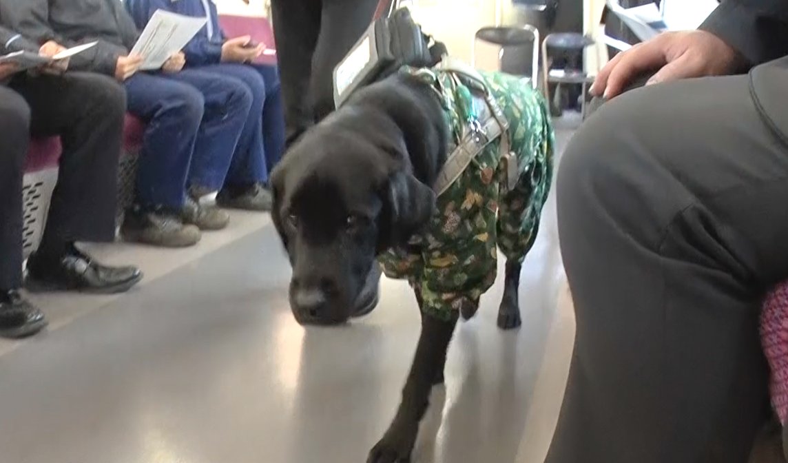 【公式】with盲導犬 tweet media