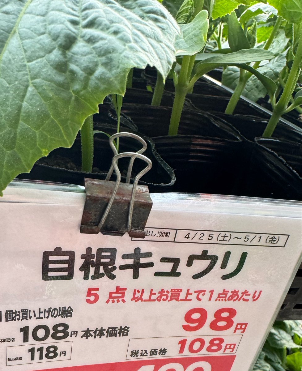 きゅうり鯖之介 tweet media