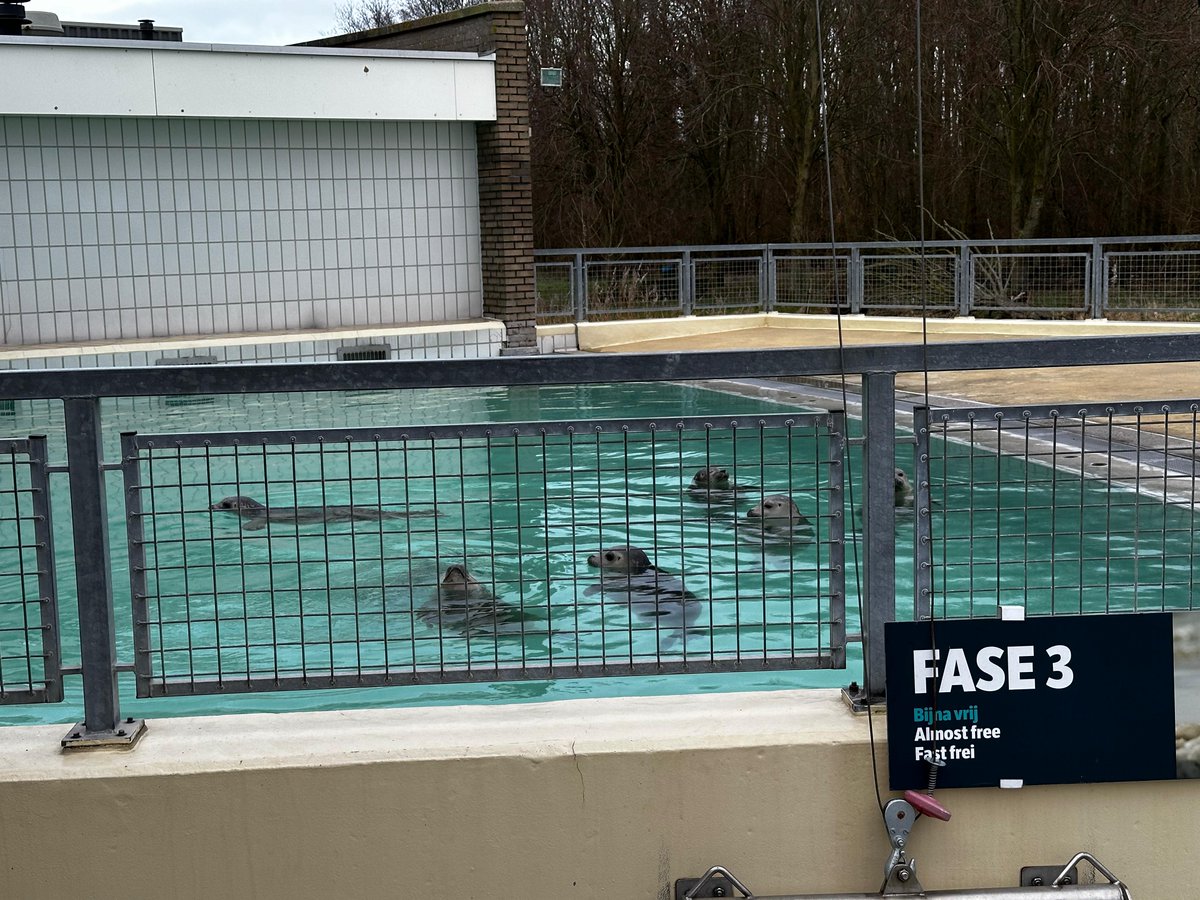 Zeehondencreche's tweet image. The new auction is here!🥳 You find unique items from Pieterburen. Think flags, banners and jumpers, as well as original signs from the former Seal Centre!✨ 

🗓️ The auction runs from April 26 to May 10

Take a look at the items: 
…ndencentrum-pieterburen.myshopify.com/collections/au… 

#auction #pieterburen