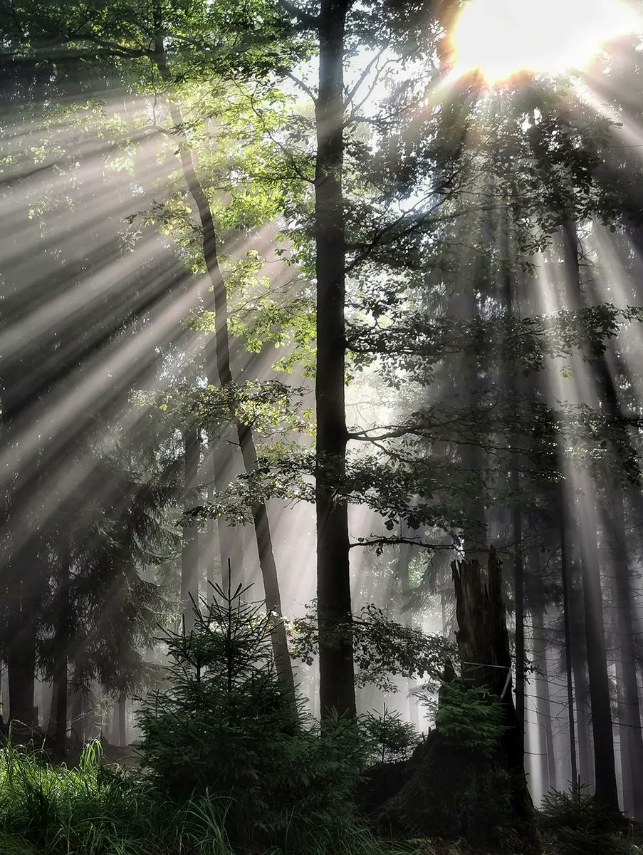 Earth 🍃 tweet media