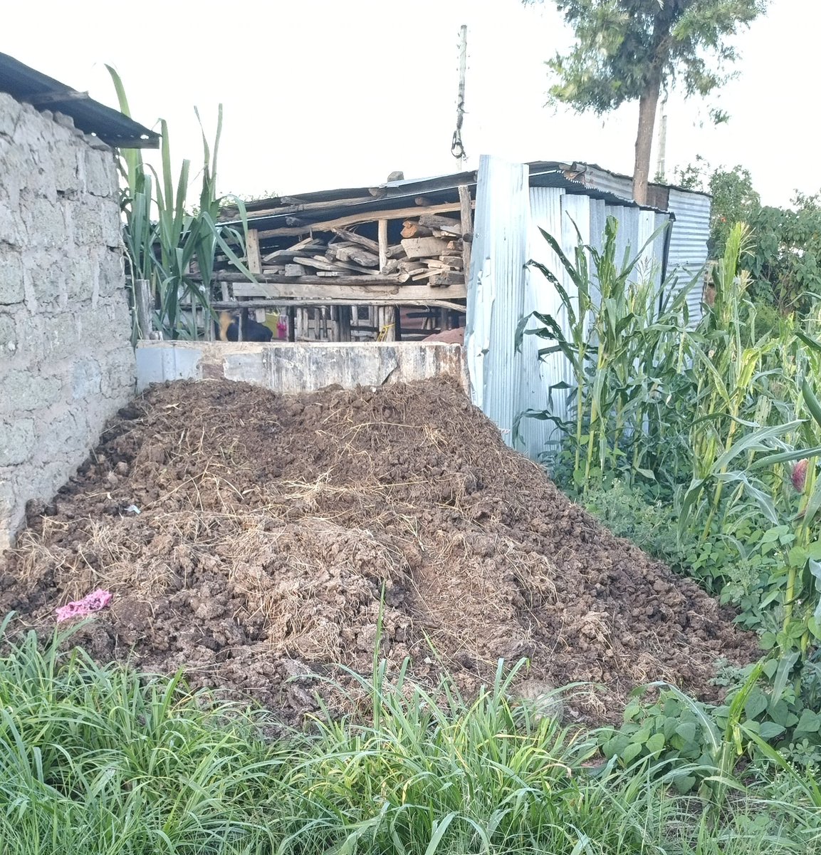 TheClimateFund's tweet photo. Regenerative Farming powered by Organic Fertiliser by Kehosa Investments LLC , @KehosaAfrica and @TheClimateFund . Embrace farming to turn around  lives! Machakos County, Kenya is becoming an agricultural powerhouse.  @KEHOSAFARMERS can help secure a plot of land today!
#KEHOSA https://t.co/xhLdkAfRLJ
