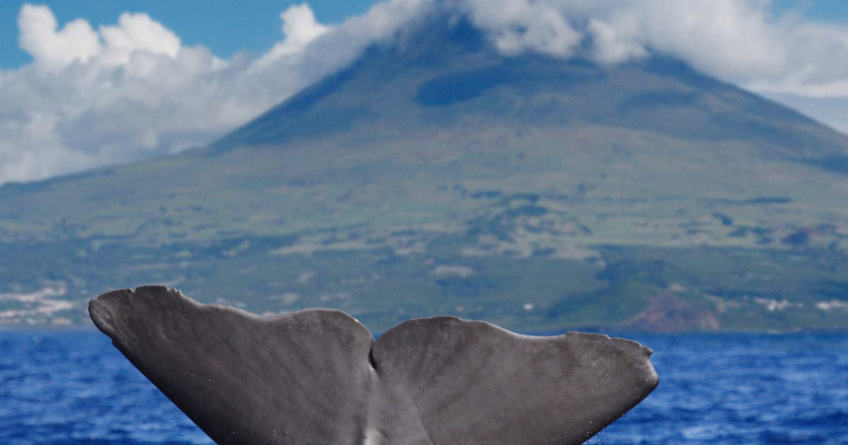 visitportugal's tweet image. Did you know the #Azores are one of the world’s largest #whale 🐳 sanctuaries? Its waters host over 20 resident and migratory cetacean species, from common to rare. A unique #Atlantic #Ocean experience.
➡️hi.switchy.io/u_Wi 
#visitportugal #portugal #nature  #oceanlife