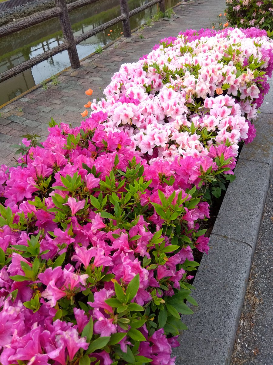 あるる tweet media