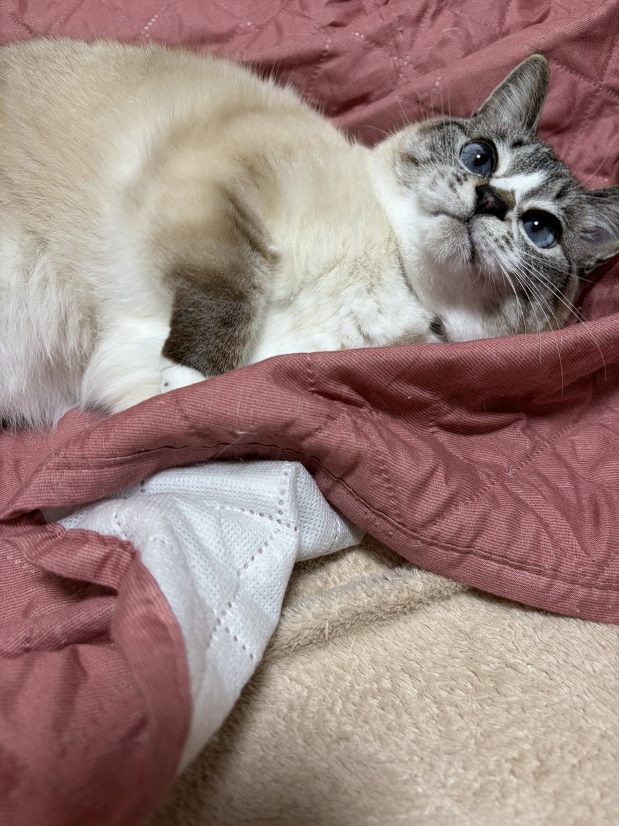 とみこちゃん@猫と虫㌠尿路結石コロしてく tweet media