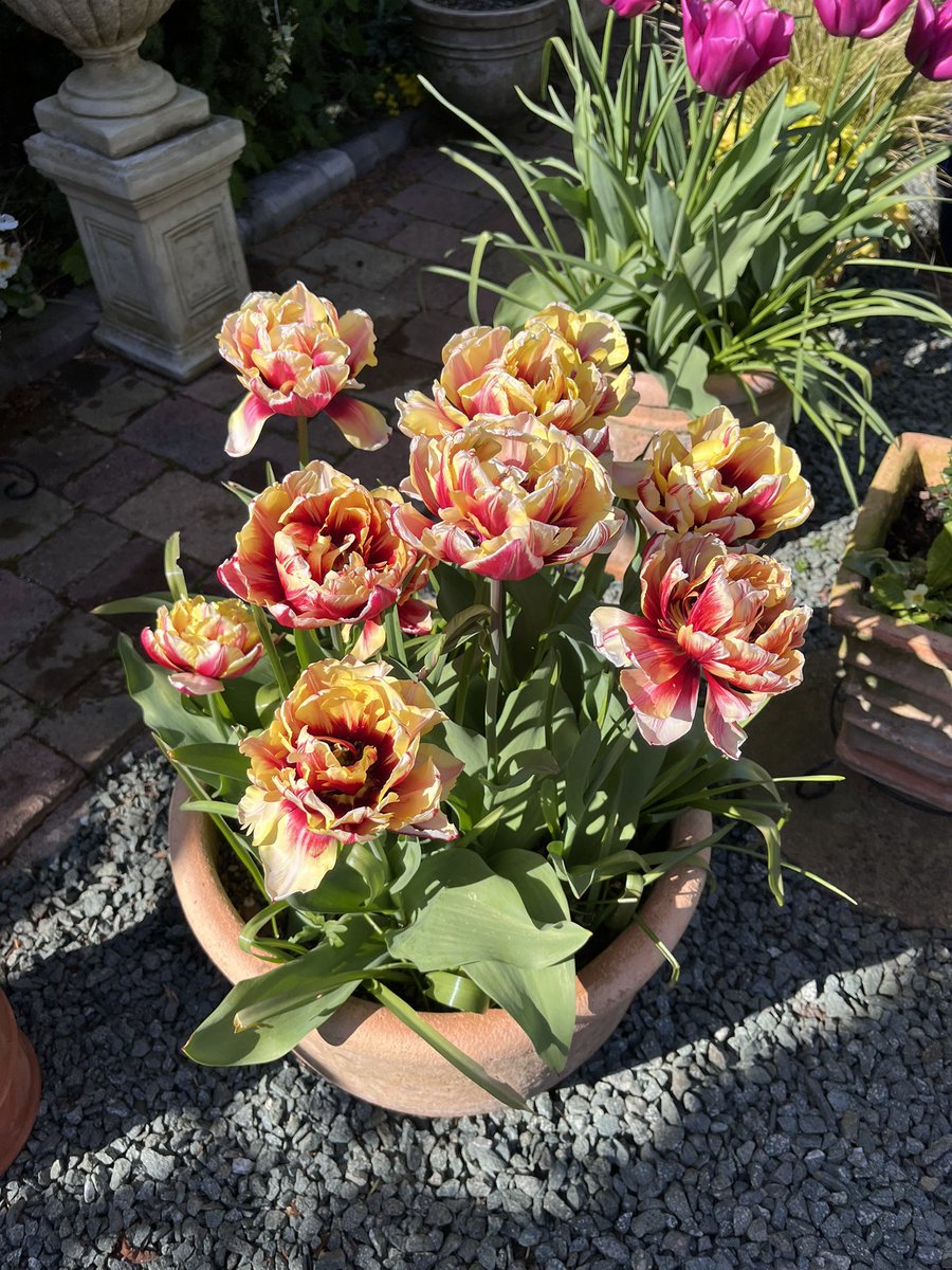 Milhart66Ken's tweet image. The tulips providing the last hoorah from some of my bulb lasagnes. #gardening #gardeninglife #gardenersworld