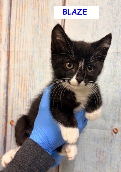 facebook.com/media/set/?set…

❤️SONIC -- ID# A839071 male Pic1
❤️BLAZE -- ID# A839074 male Pic2

Temperament: FRIENDLY

-male black and white Domestic Mediumhair.

-about 8 weeks old.

I have been at the shelter since March 07, 2026.

I will be available for adoption or rescue on