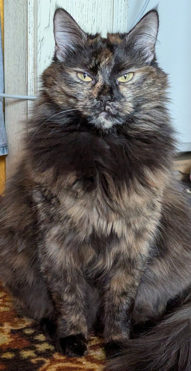 сирий дерун tweet media