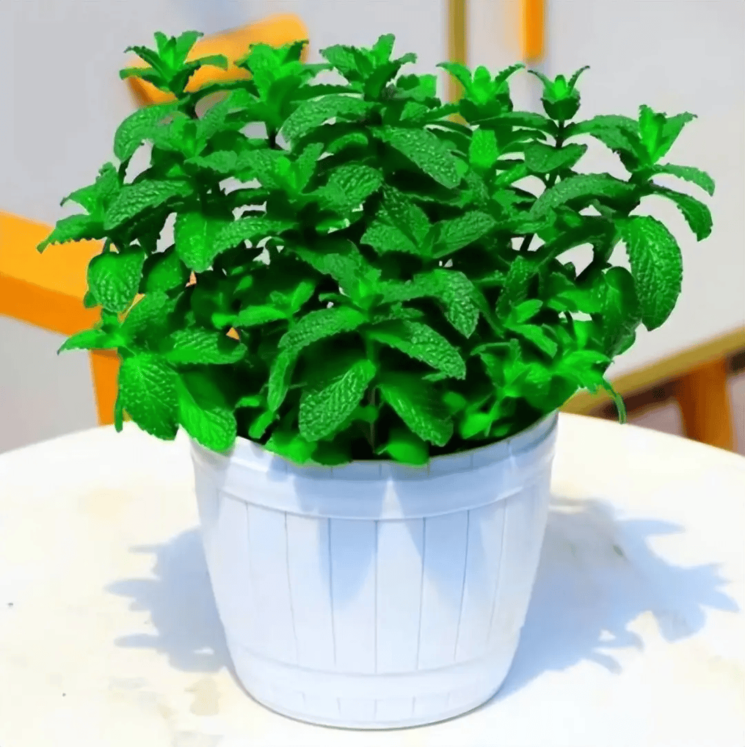 paowangmuang's tweet image. "Upgrade your desk with 3 small wins:   A tiny potted succulent (vibes + air quality)   Stacked wooden trays (organize chaos in style)   A foldable laptop stand (good posture = good focus)  Simple swaps = big productivity + calm.   #DeskSetup #WorkFromHome #ProductivityHacks"