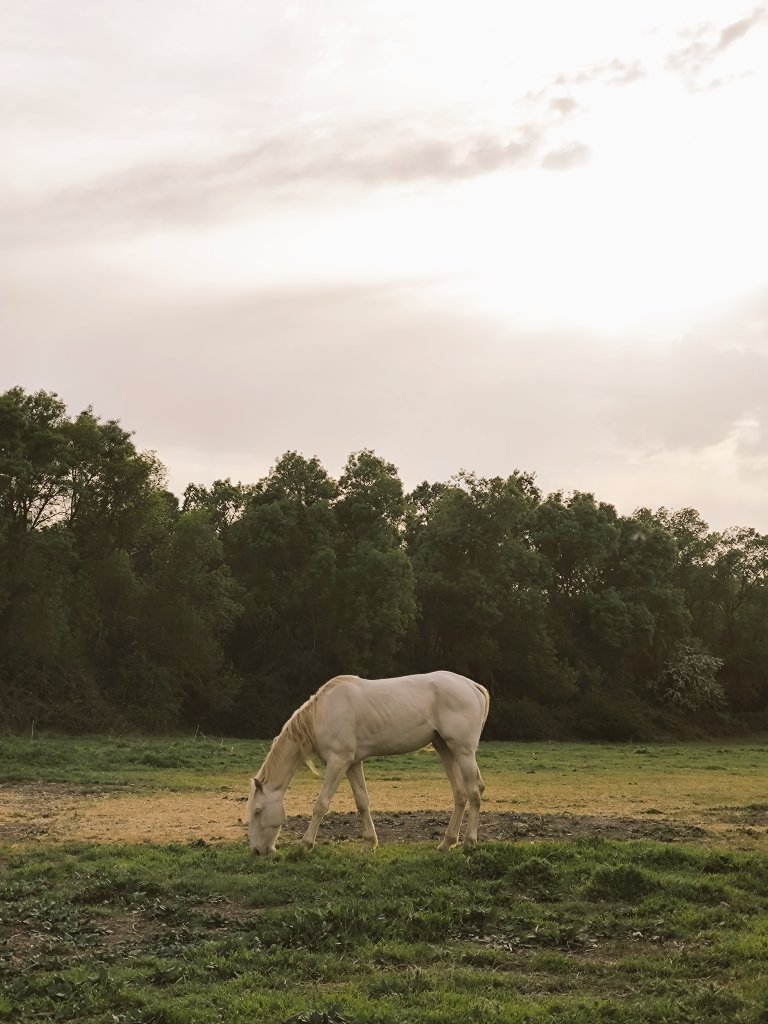 Entre caballos, naturaleza y calma ✨