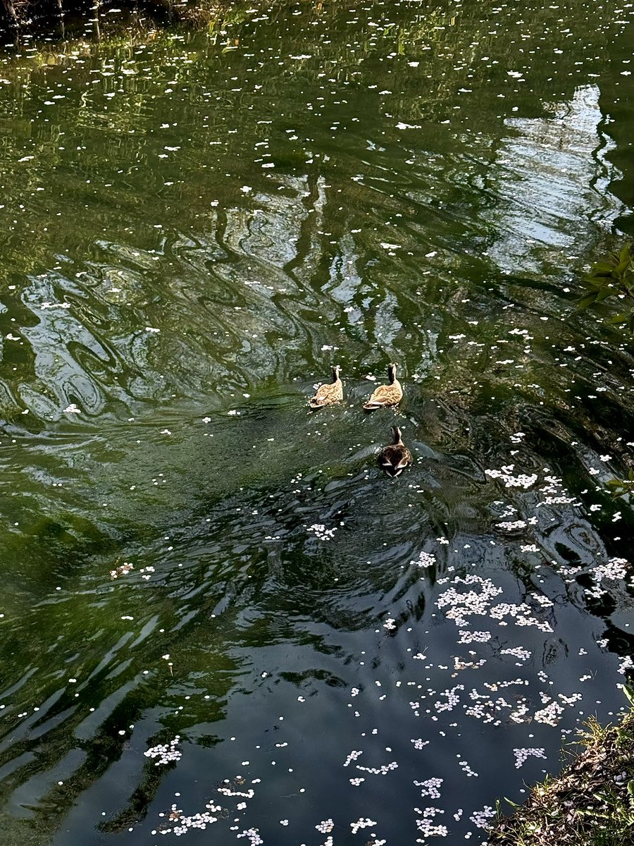 佐々木小次郎 tweet media