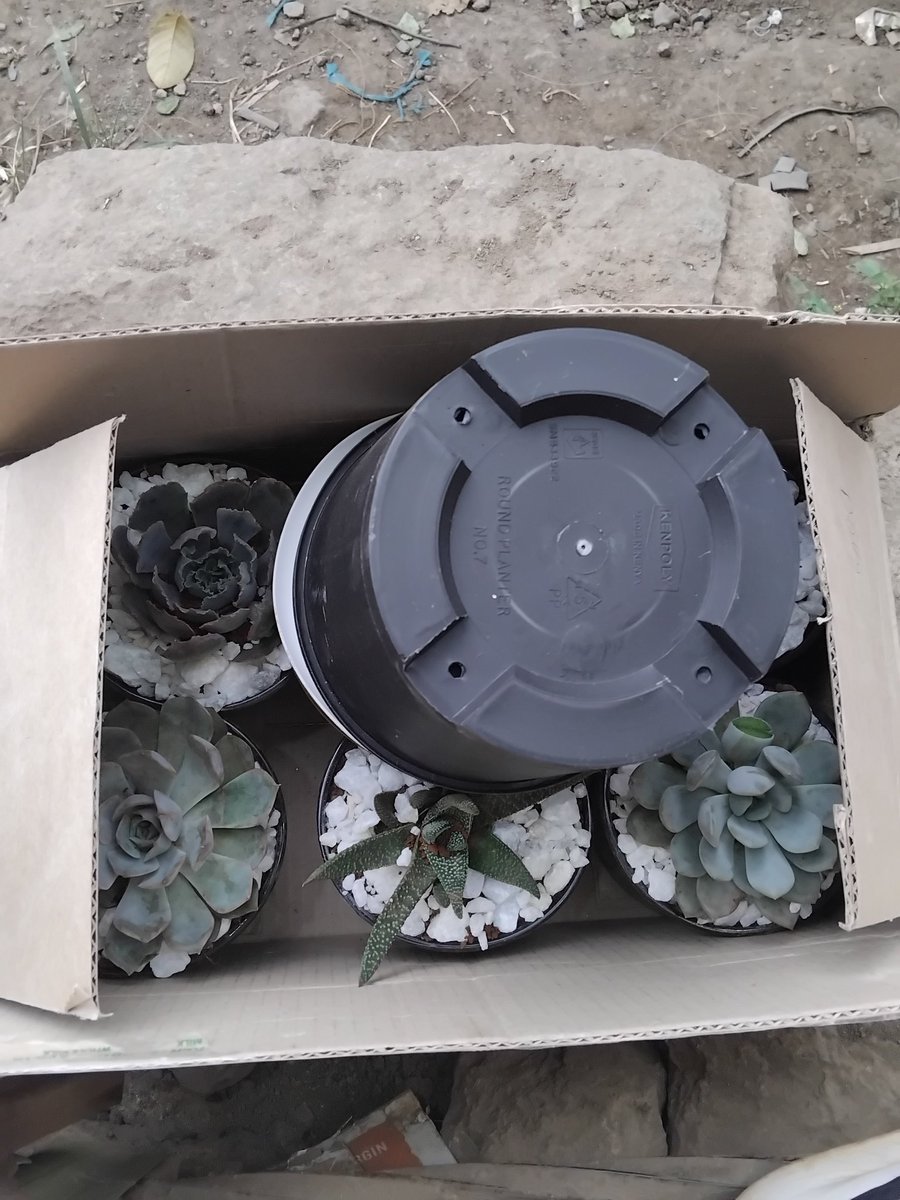 Everything Plants 🪴 tweet media