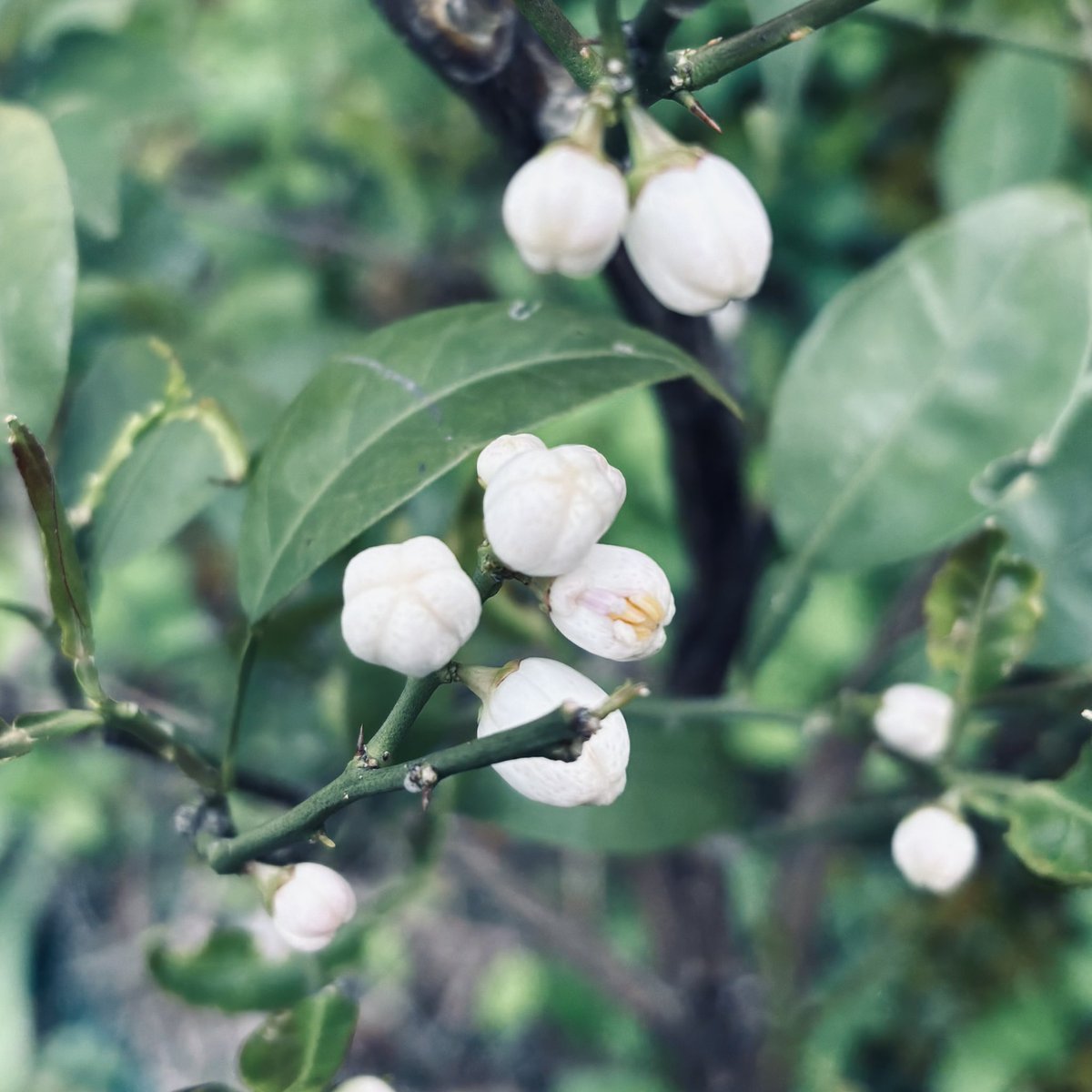 レモンやスダチに蕾や花
🍋、今年は実ができるかな〜