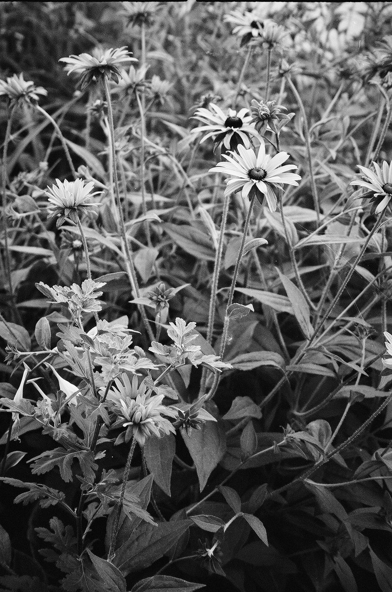 kngpng's tweet image. #TodaysPhoto #film #monochrome #Konica #トイラボ