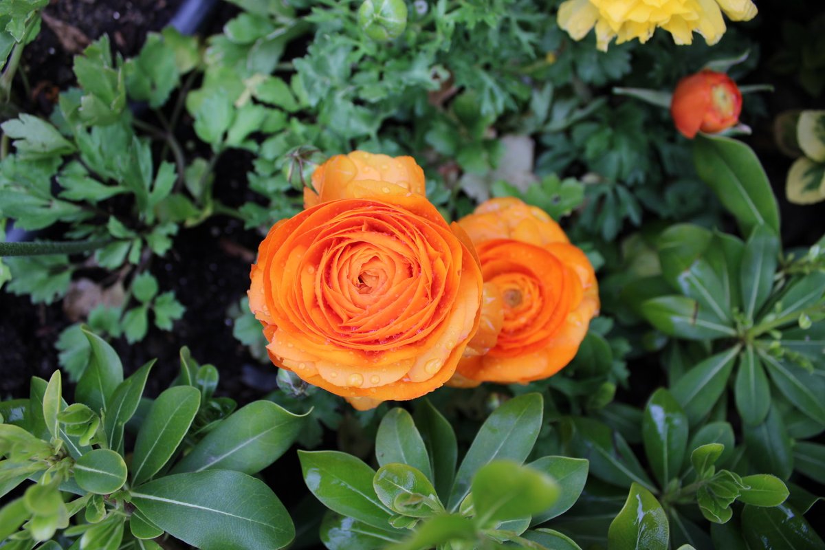 ErolPhotog15142's tweet image. “Friday…flowerday”

#flowerday #flowers #photo