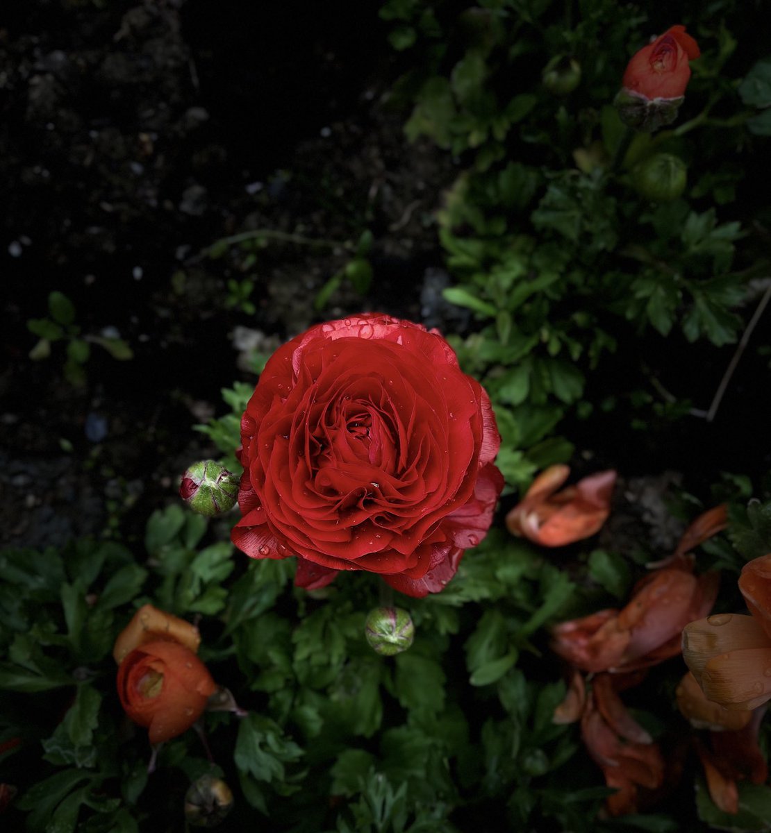 ErolPhotog15142's tweet image. “Friday…flowerday”

#flowerday #flowers #photo