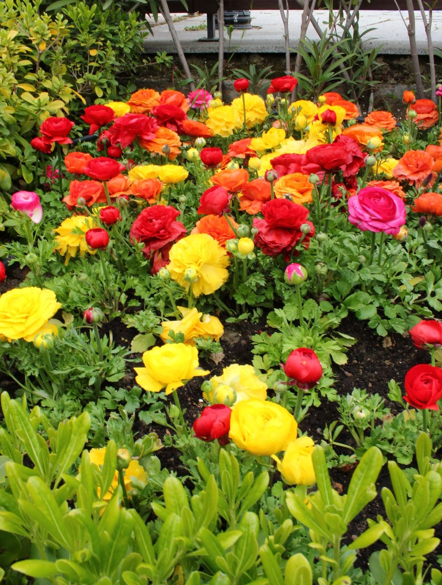 ErolPhotog15142's tweet image. “Friday…flowerday”

#flowerday #flowers #photo