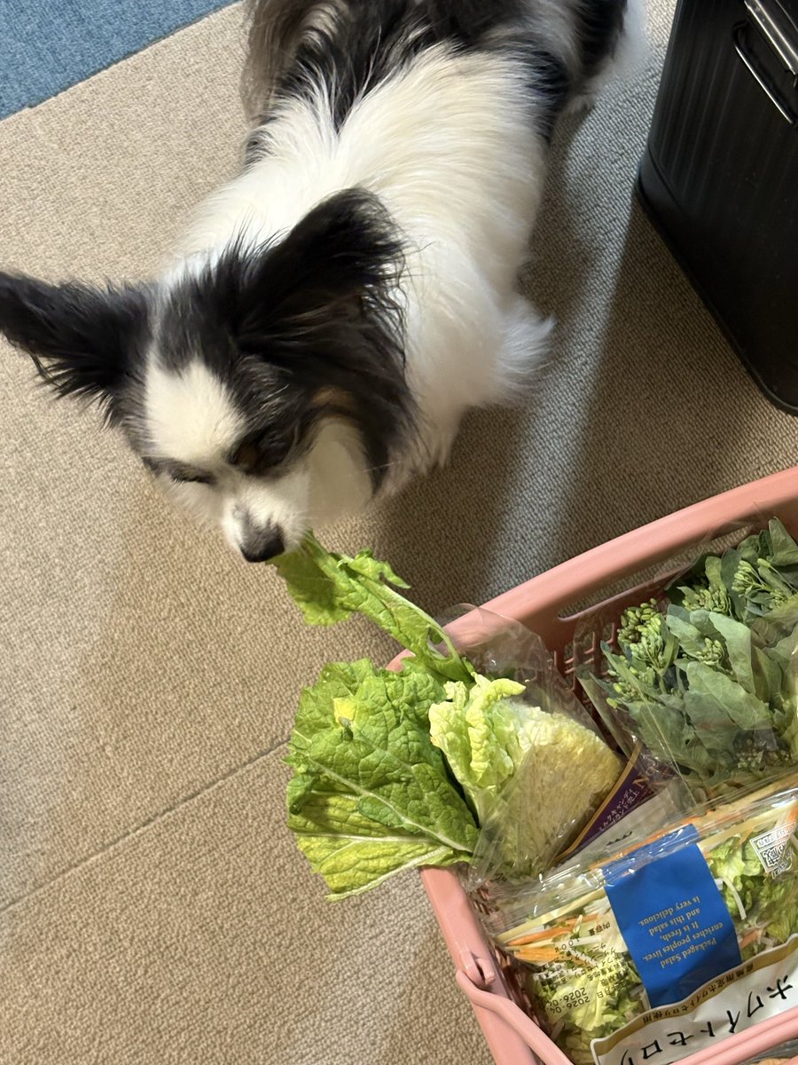 こら〜〜〜〜っっっ！