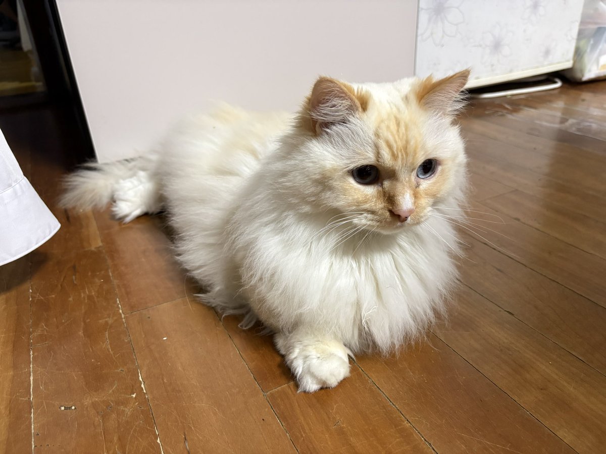 레테언 tweet media