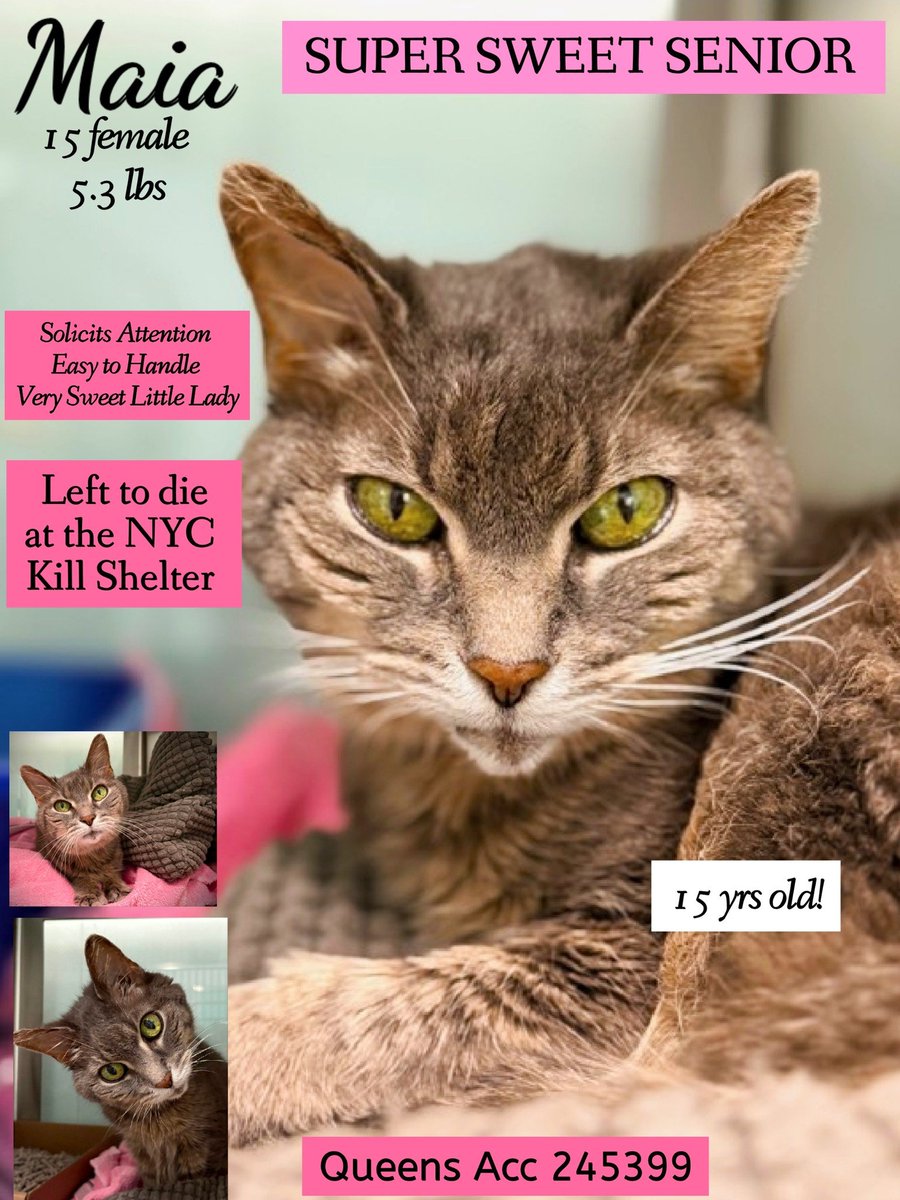 ♦♦TO BE KILLED - 12:00PM (EASTERN) SATURDAY 04/25/2026♦♦
♦♦SOS CODE RED♦♦

QUEENS ACC ADOPTABLE

❤️MAIA 245399:
15YR | Female | O/S | 5.3 lbs

facebook.com/photo?fbid=127…