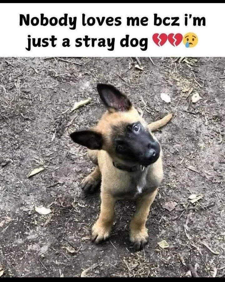 Beyond The Leash tweet media