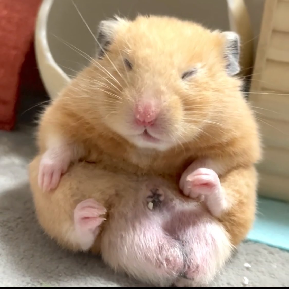 Chira/Taki (ちらたき) tweet media