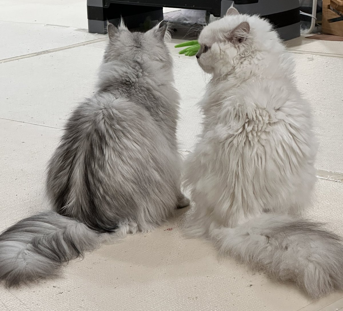 레디/5플엑(토) tweet media