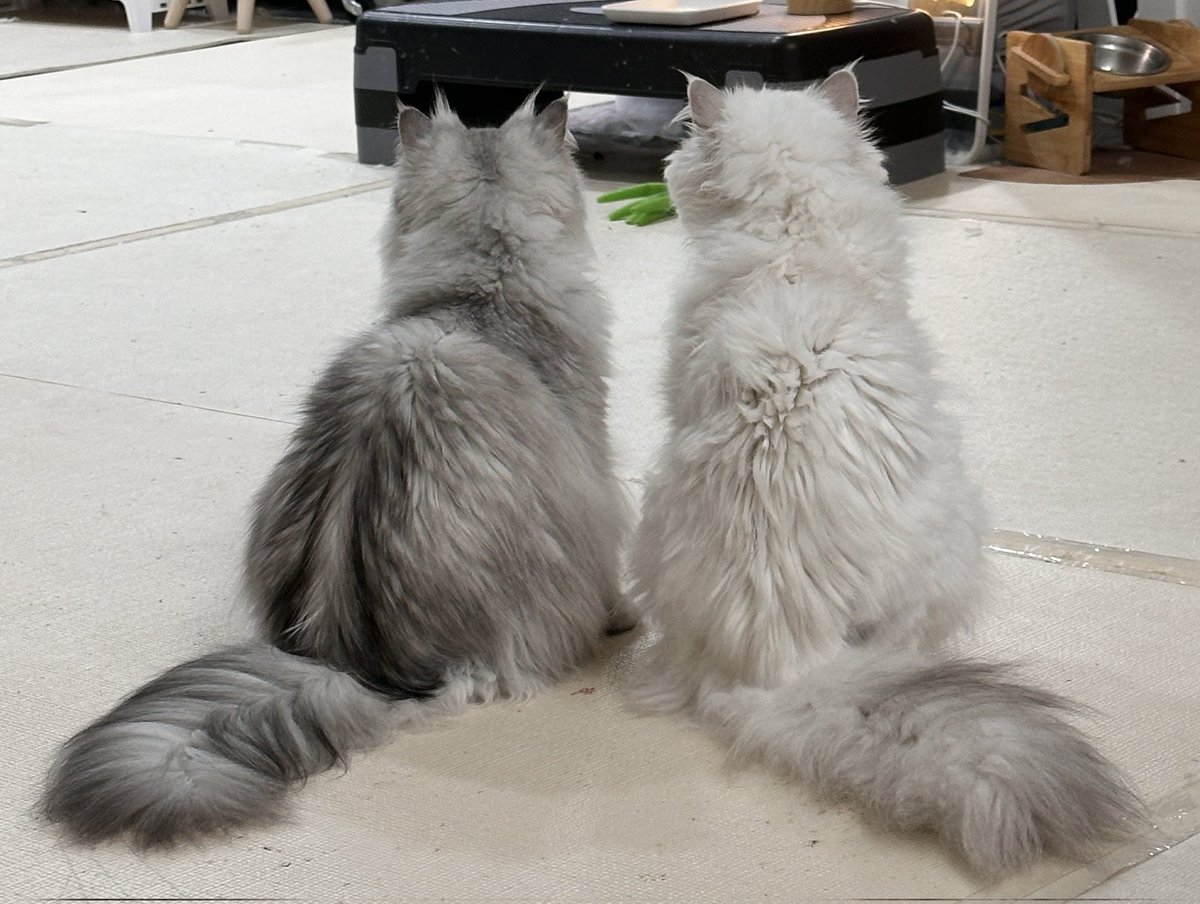 레디/5플엑(토) tweet media