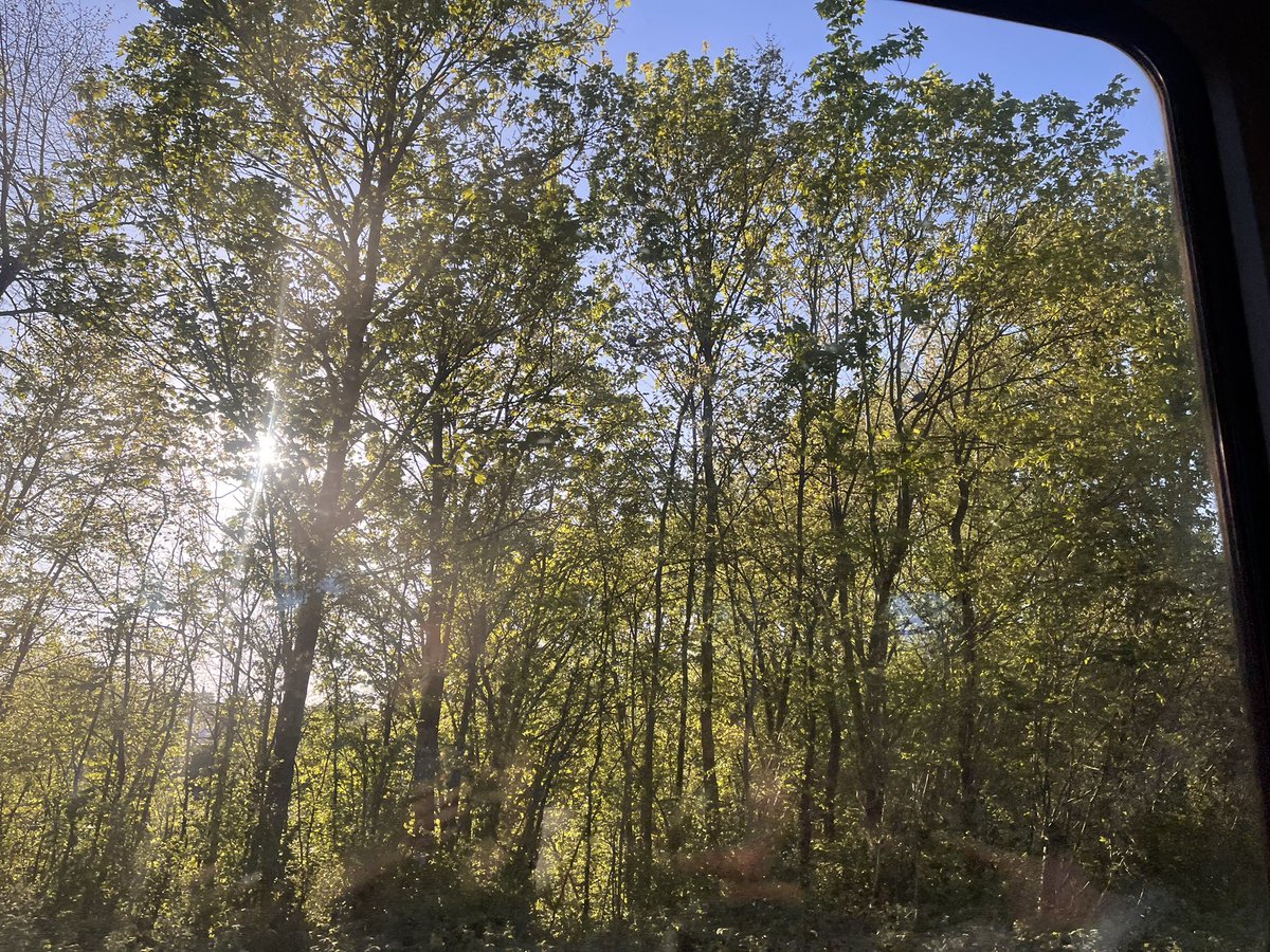 nanê sêlê tweet media