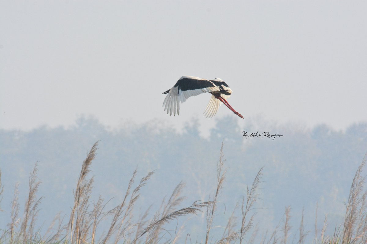 KritikaRanjan6's tweet image. Its Flyday Friday today !!!! #FlydayFriday @IndiAves #birding #birdphotography #birds @DudhwaTR #wildlife #nature