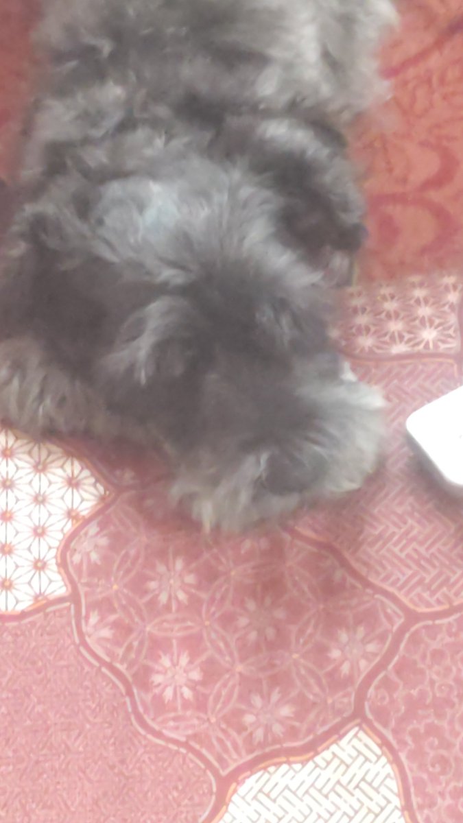 ニャウ@幻想郷ではこの姿 tweet media