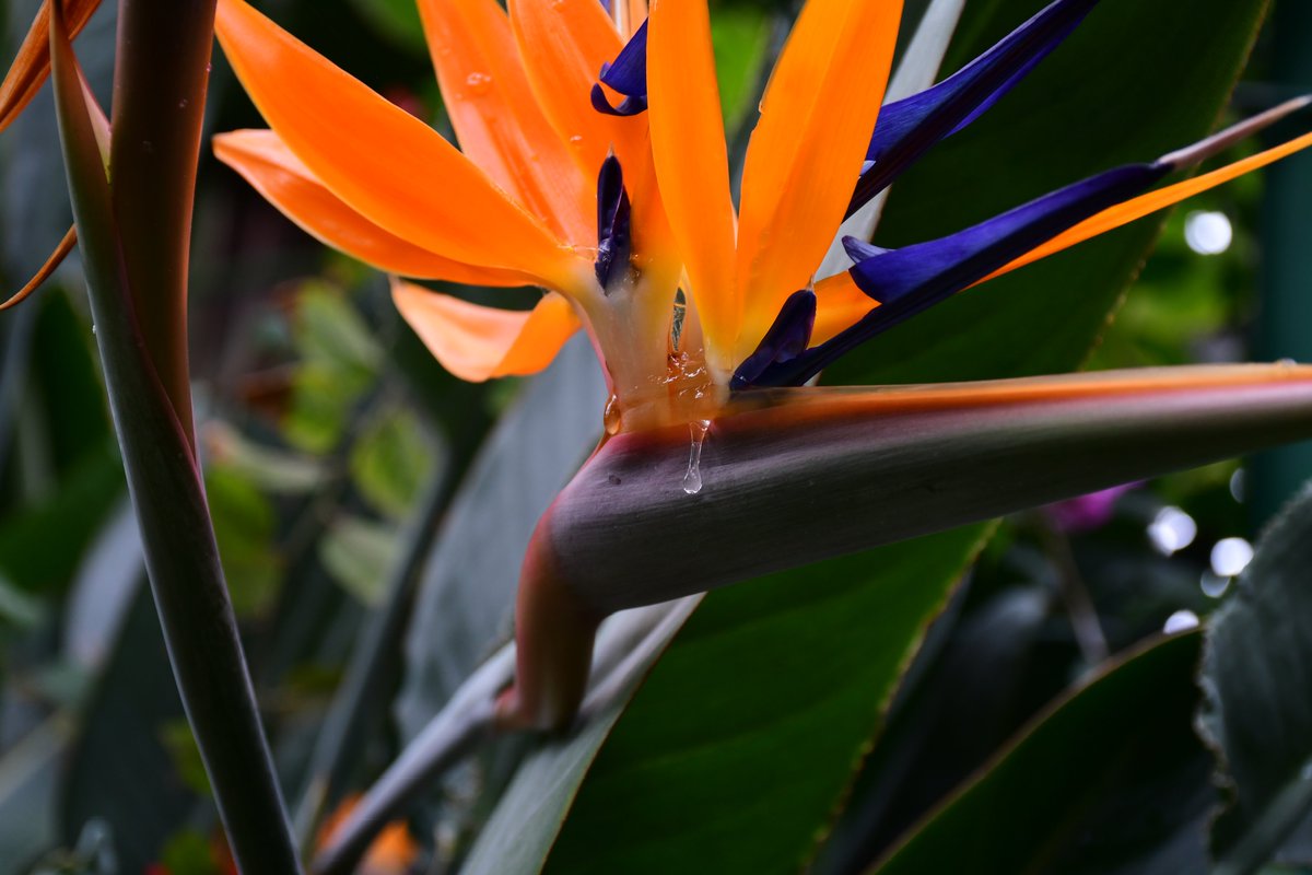 ysgr（ヨスガラ） tweet media