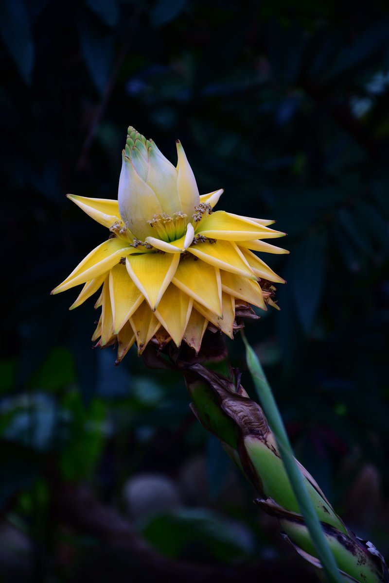 ysgr（ヨスガラ） tweet media