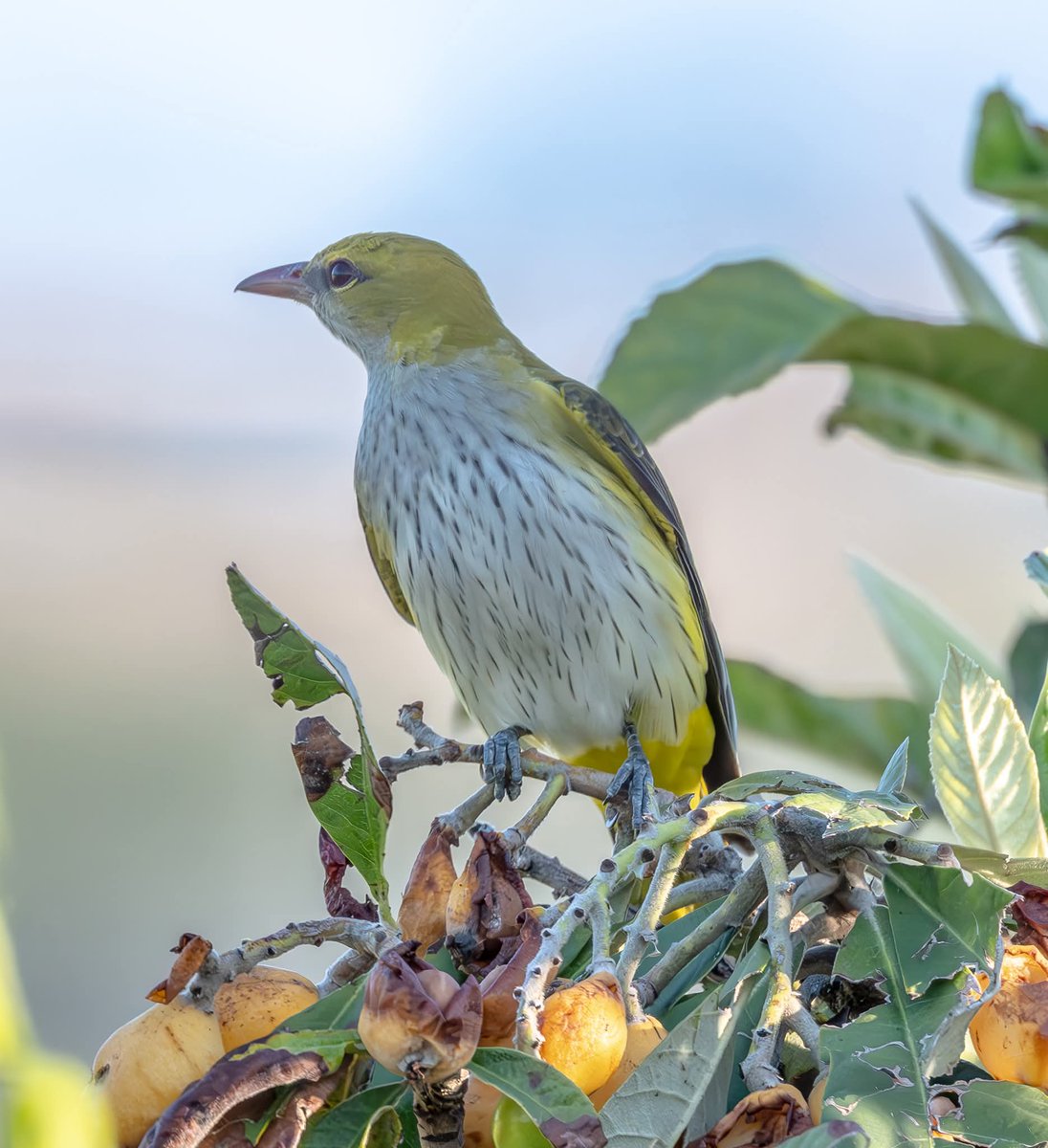 ShaunORourke7's tweet image. M&amp;amp;F Golden Orioles seen in Paphos @cyprusbirds #birds #birding #birdingphotography #bird #birdwatching #wildlifephotography #wildearth #birdingdaily #bird_captures #birdlovers #wildlifephotography #yourshotphotographer