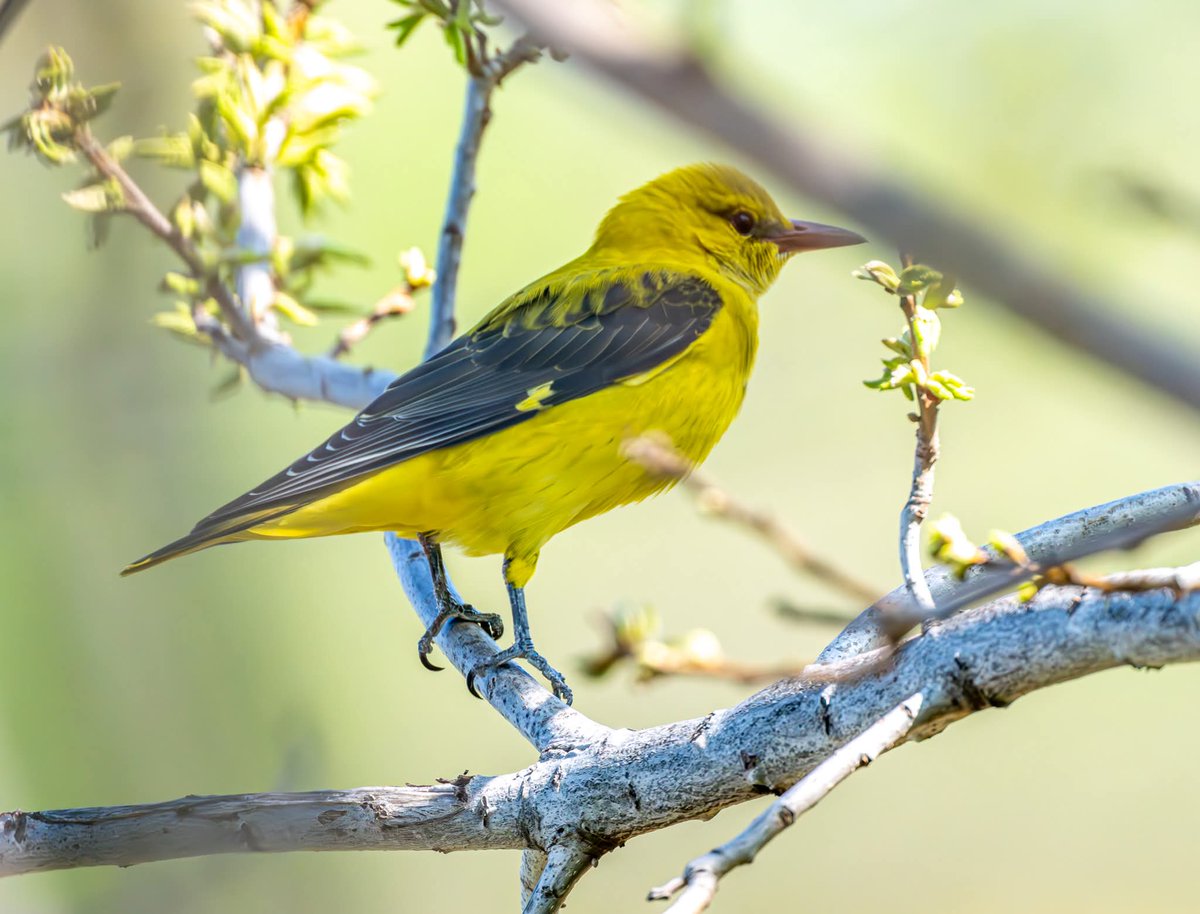 ShaunORourke7's tweet image. M&amp;amp;F Golden Orioles seen in Paphos @cyprusbirds #birds #birding #birdingphotography #bird #birdwatching #wildlifephotography #wildearth #birdingdaily #bird_captures #birdlovers #wildlifephotography #yourshotphotographer