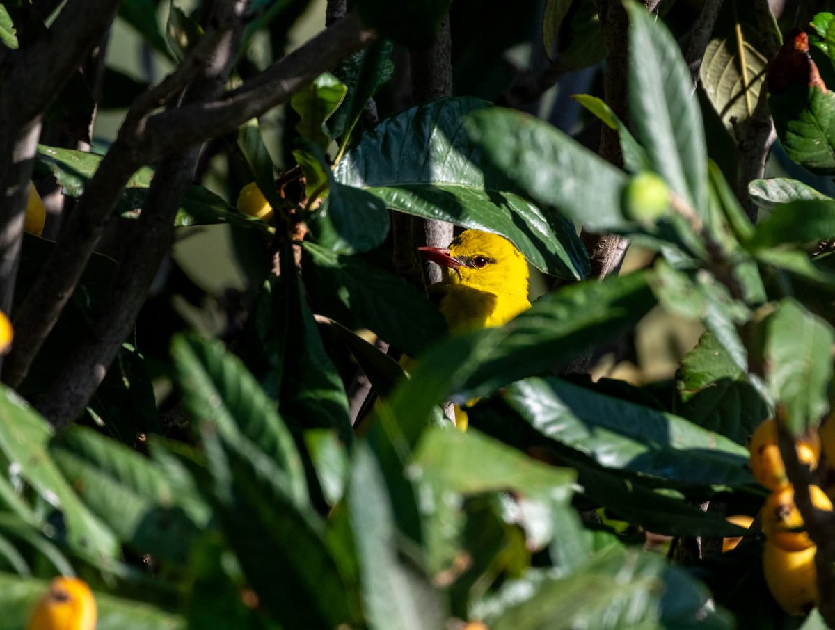 ShaunORourke7's tweet image. M&amp;amp;F Golden Orioles seen in Paphos @cyprusbirds #birds #birding #birdingphotography #bird #birdwatching #wildlifephotography #wildearth #birdingdaily #bird_captures #birdlovers #wildlifephotography #yourshotphotographer