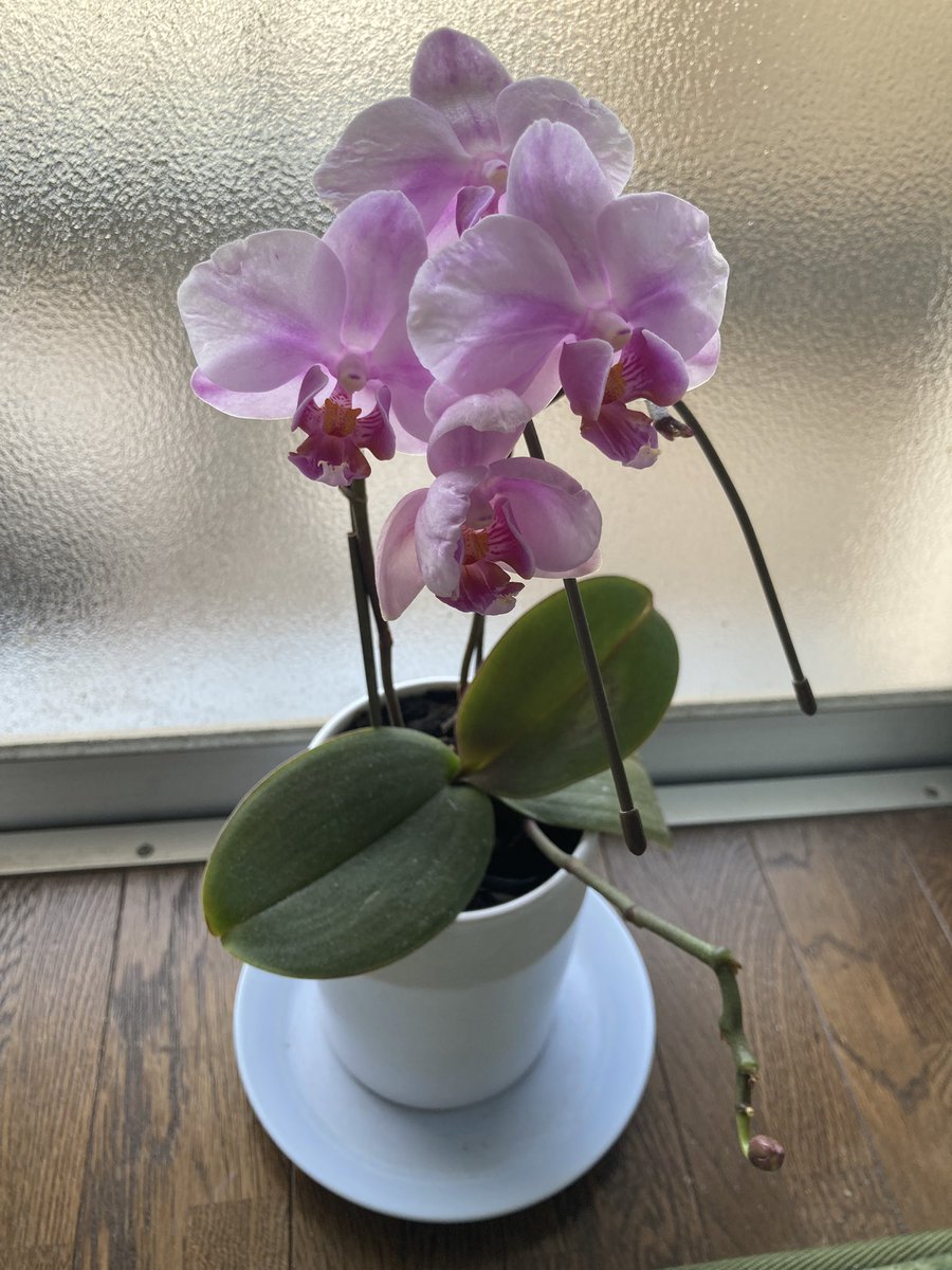 きつね tweet media