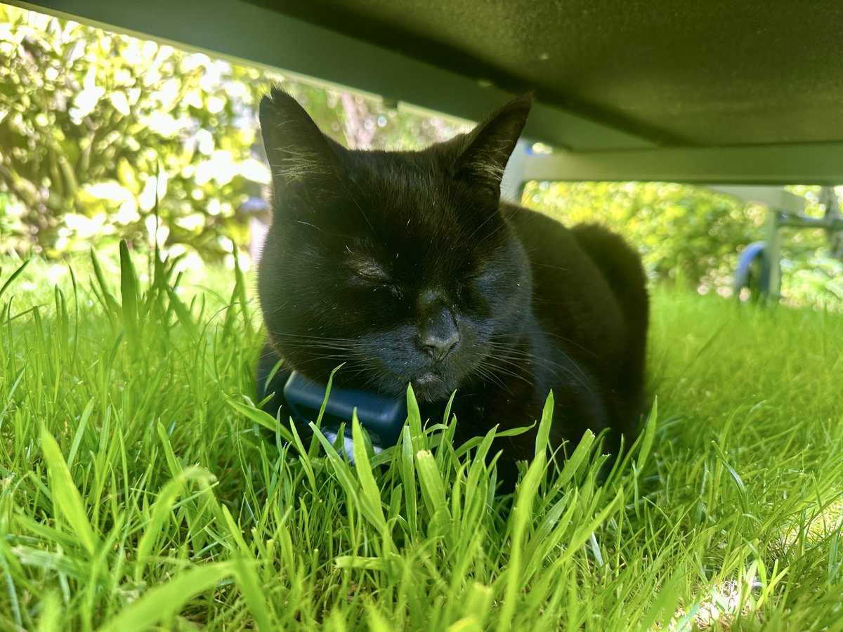 MunchPudding's tweet image. Good morning furiends &amp;amp; Happy #Friyay!! 😻 It’s sunny again so after my #Hedgewatch pawtrols, I’m catching some shade under the sun lounger! ☀️ 🍁🌱
