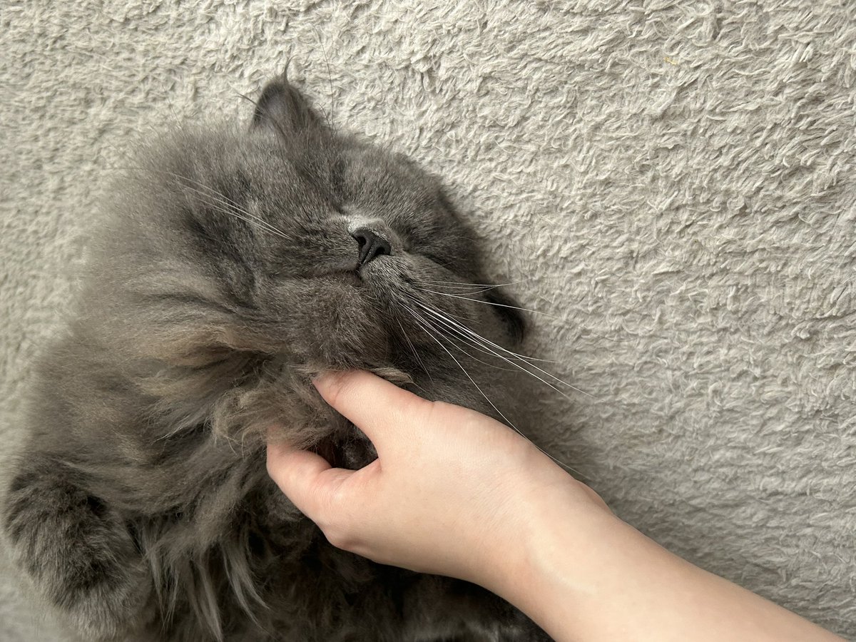 ホラ吹き猫野郎 tweet media