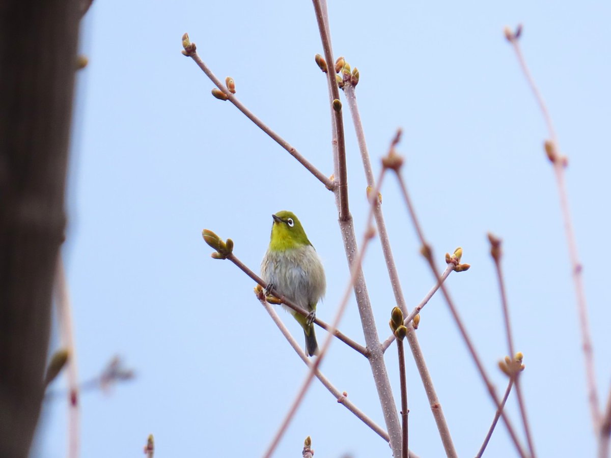 北海道生物調査会 tweet media