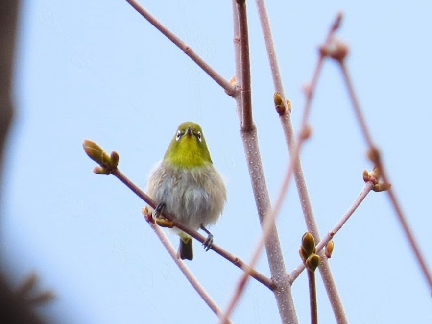 北海道生物調査会 tweet media