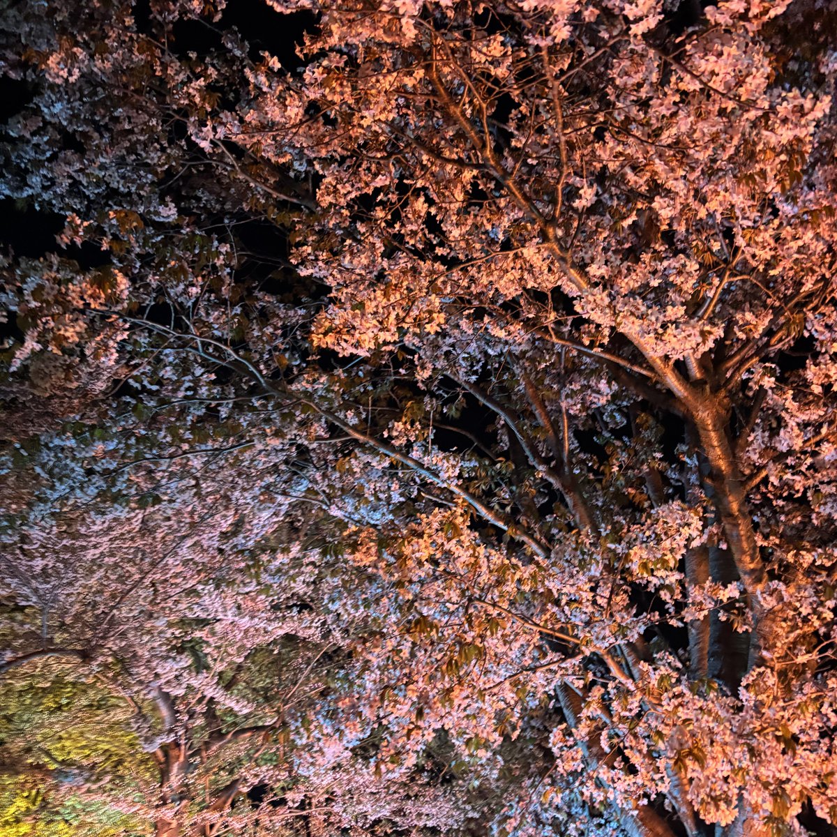 affiLab_info's tweet photo. 札幌は現在桜が満開🌸
昨日夜桜のライトアップイベントがあったので行ってきましたよ~☺️
とっても綺麗でした！ https://t.co/E3vbHNUpVe
