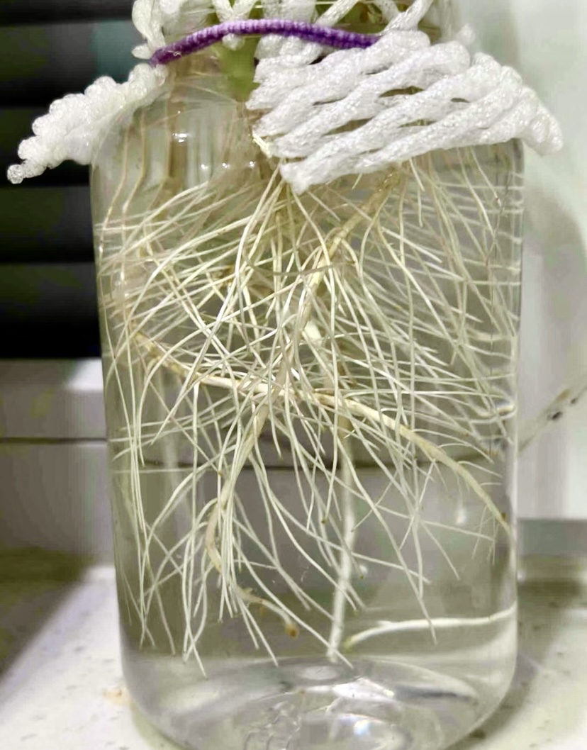 Mee Nûran tweet media