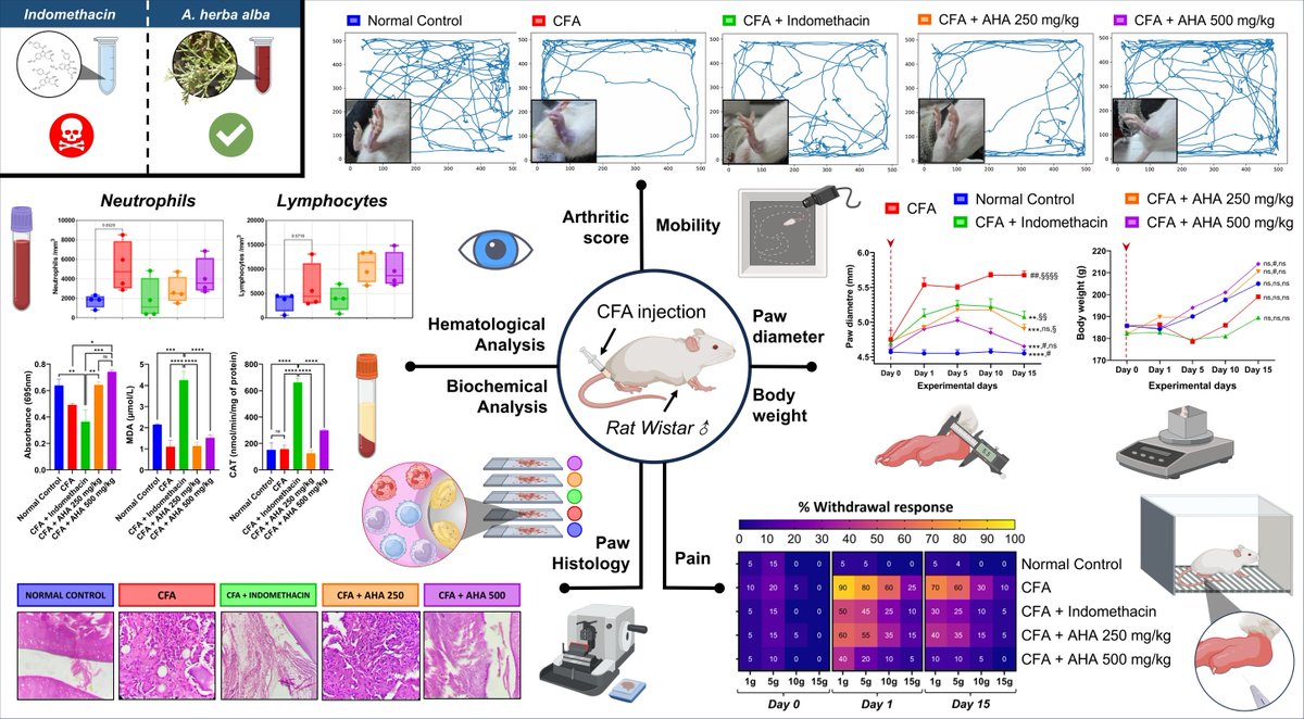 antioxidants_OA's tweet image. 📄 Artemisia herba alba Outperforms Indomethacin with Multitarget Efficacy and Safety in CFA Arthritic Model

✍️ Hicham Wahnou et al.

🔗 brnw.ch/21x1Trl

#FutureOfMedicine #PlantBasedScience #Inflammation #DrugSafety #TranslationalResearch #Antioxidants