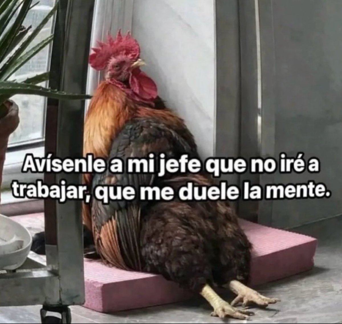 una justificación muy valida jajajja